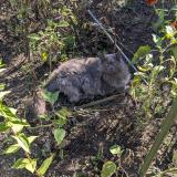 Foto del gato perdido en Bouc Bel Air