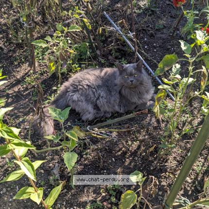 Foto 1/1 Tourbillon Chat perdido en Bouc bel air