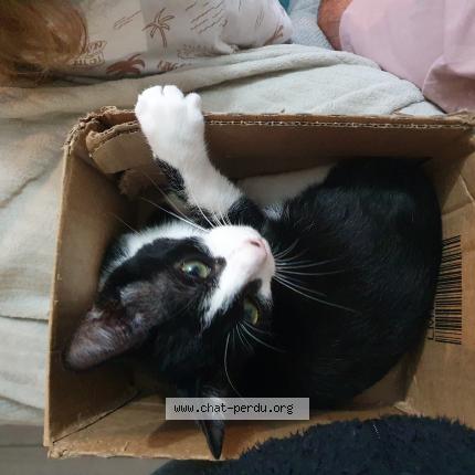 Foto 1/1 Virgule Chat perdido en Argentan