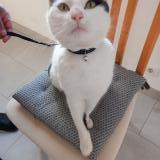 Foto de gato encontrado en Gouesnou