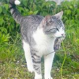 Foto del gato perdido en Arzano