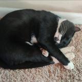 Foto del gato perdido en Nashville