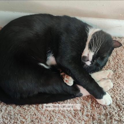 Foto 1/1 Bootsy Chat perdido en Nashville