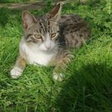 Foto del gato perdido en Epinay Sur Seine