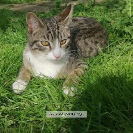 Foto 1/1 Arya Chat perdido en Epinay sur seine