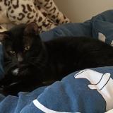 Foto del gato perdido en Cestas Gazinet