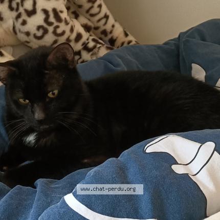 Foto 1/1 Zeus Chat perdido en Cestas gazinet