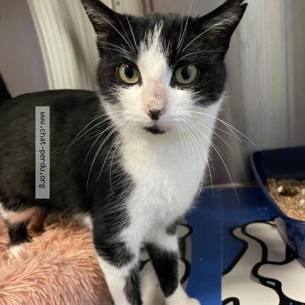 Foto 1/1 Gato encontrado Perdido en Brest