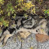 Foto de gato encontrado en Villeurbanne