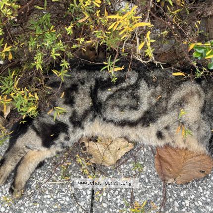 Foto 1/1 Gato encontrado Encontrado en Villeurbanne