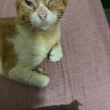Foto del gato perdido en Ciudad De Panama