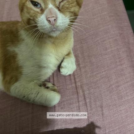 Foto del gato perdido en Ciudad De Panama