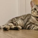 Foto del gato perdido en Pleslin Trigavou