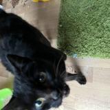 Foto de gato encontrado en Pierre De Bresse