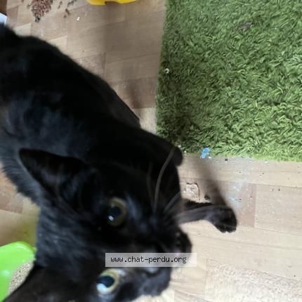 Foto 1/1 Gato encontrado Encontrado en Pierre de bresse