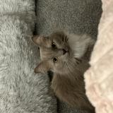 Foto del gato perdido en Edmond