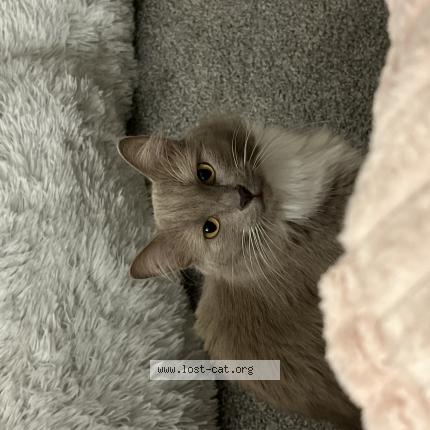 Foto 1/1 Maui Chat perdido en Edmond