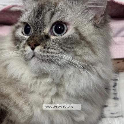 Foto 1/1 Kuro Chat perdido en Jaipur