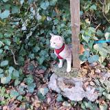 Foto del gato perdido en Bras