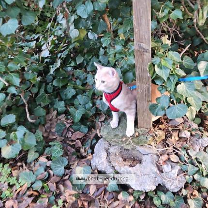 Foto 1/3 Fripouille Chat perdido en Bras