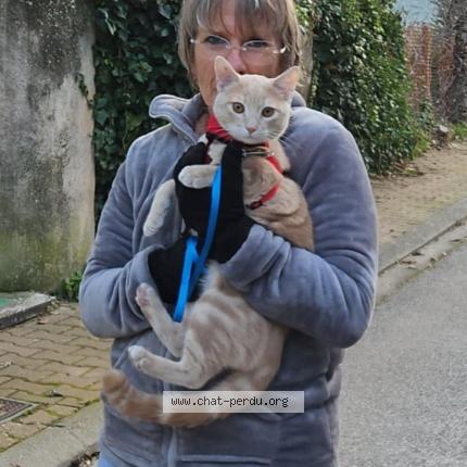 Foto 2/3 Fripouille Chat perdido en Bras