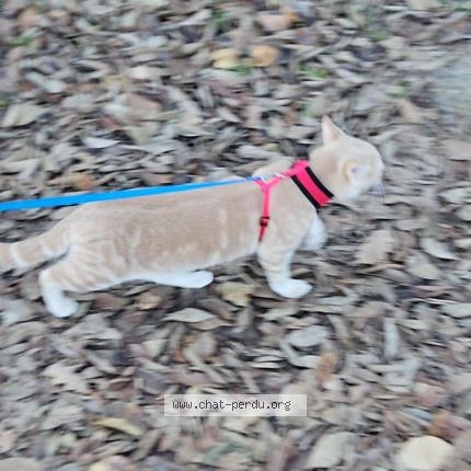 Foto 3/3 Fripouille Chat perdido en Bras