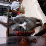 Foto de gato encontrado en Emanville