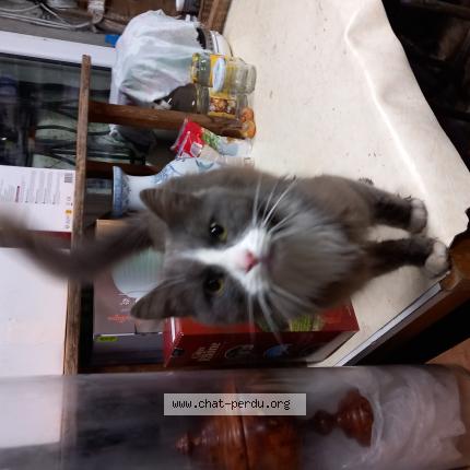 Foto 1/1 Gato encontrado Encontrado en Emanville