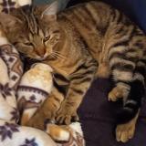 Foto de gato encontrado en Spay