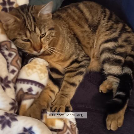 Foto 1/1 Gato encontrado Encontrado en Spay