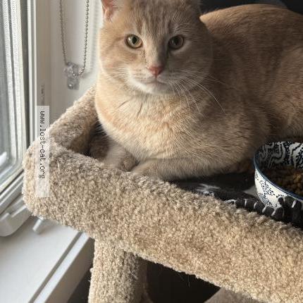 Foto 1/1 Gato encontrado Encontrado en Edmonton