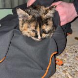 Foto de gato encontrado en Francheleins