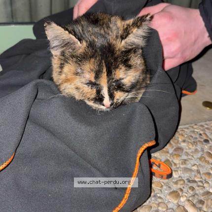Foto 1/1 Gato encontrado Encontrado en Francheleins