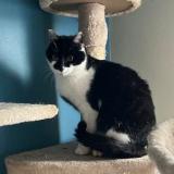 Foto del gato perdido en Villers Les Nancy