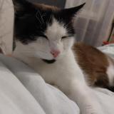 Foto del gato perdido en La Creche