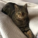 Foto del gato perdido en Valenciennes