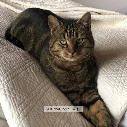 Foto 1/1 pirate Chat perdido en Valenciennes