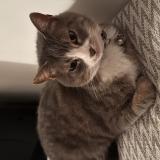 Foto del gato perdido en Ludwigshafen Am Rhein