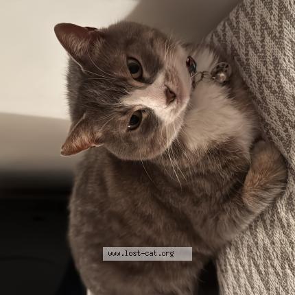 Foto 1/1 Maviş Chat perdido en Ludwigshafen am rhein