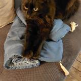 Foto del gato perdido en St Hilaire Les Places