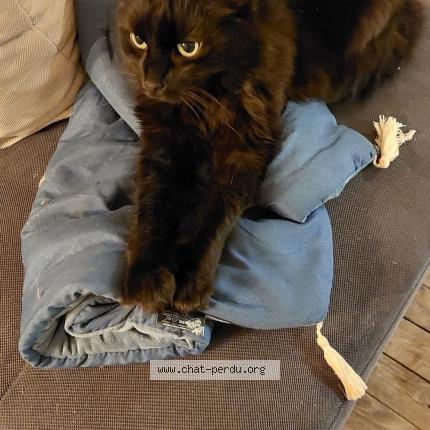 Foto 1/1 Amset Chat perdido en St hilaire les places