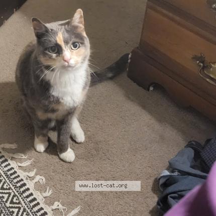 Foto 1/1 Lue Chat perdido en Federal way