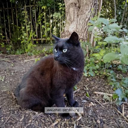 Foto 1/1 Babou Chat perdido en La ferte sous jouarre