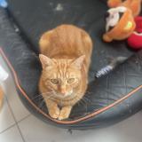 Foto del gato perdido en Amiens