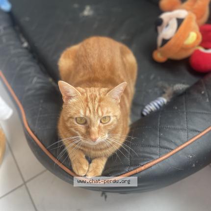 Foto 1/1 Eden Chat perdido en Amiens