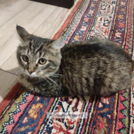 Foto 1/1 Gato encontrado Encontrado en Lille