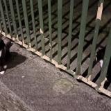 Foto de gato encontrado en Brussels