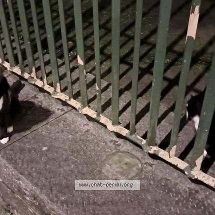 Foto 1/1 Gato encontrado Encontrado en Brussels