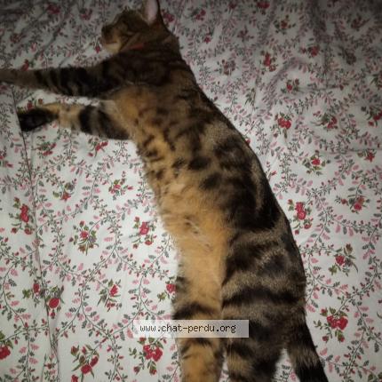 Foto 1/4 Boby Chat perdido en Livry gargan