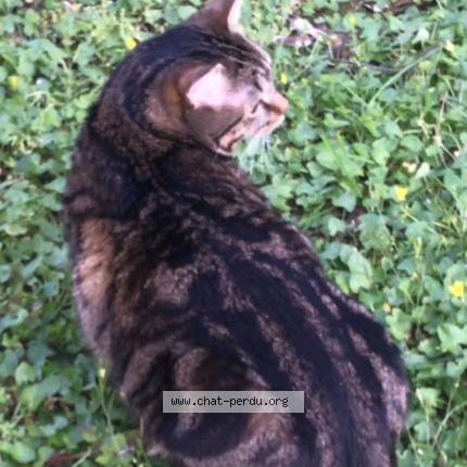 Foto 2/4 Boby Chat perdido en Livry gargan